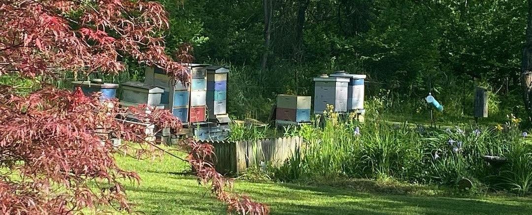 BEEpothecary farm with colorful honey bee boxes in the distance surrounded by wildflowers.