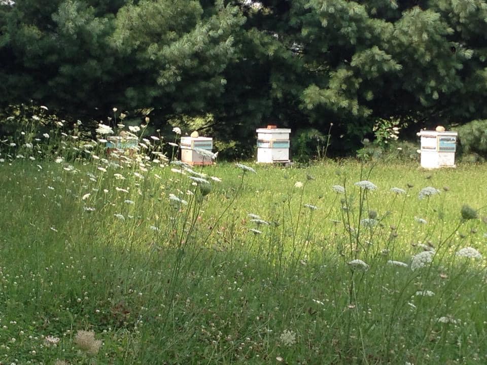 BEEpothecary farm with bee boxes in the distance and wildflowers in the foreground.