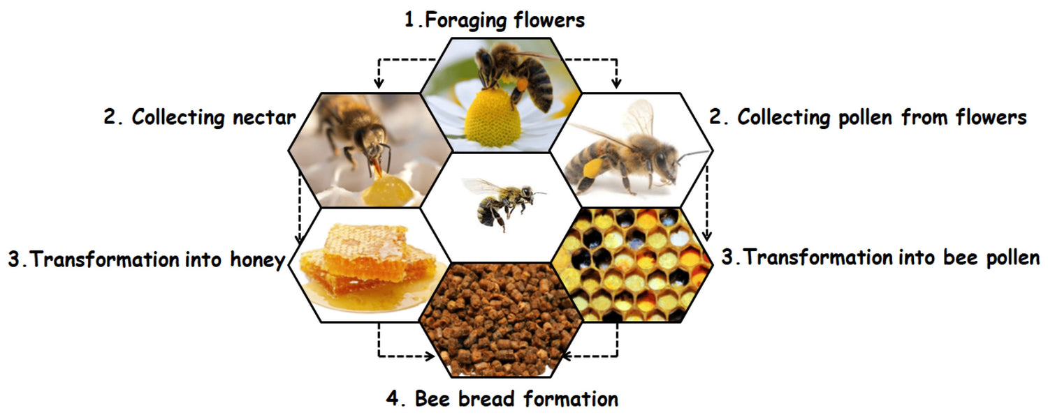 Process flow for formation of bee bread in a hexagon shape.