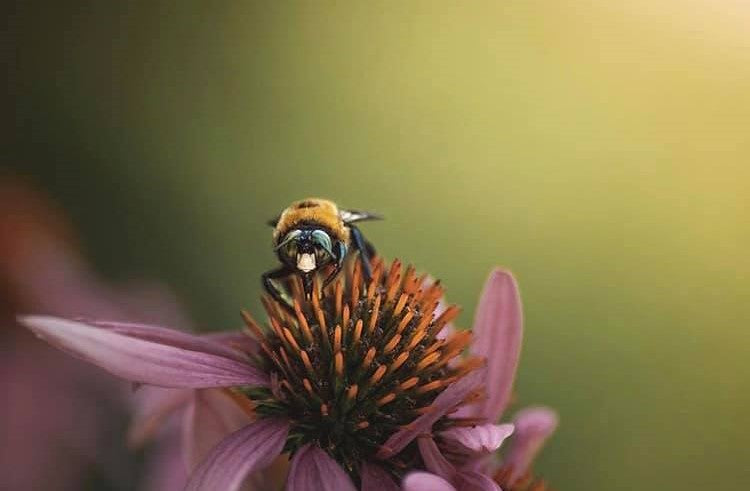 Honey bee on top of a purple and orange flower.