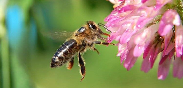Honey bee airborne in front of a pink clover.