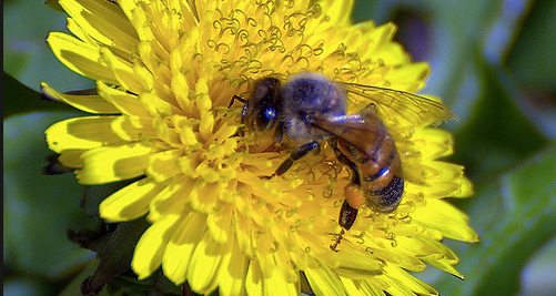 Honey bee on a yellow daisy in the sun.