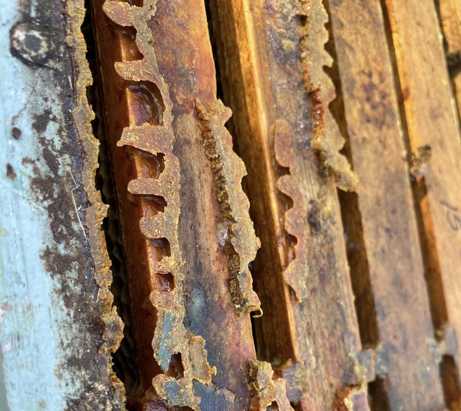 Raw bee propolis within a honey bee hive