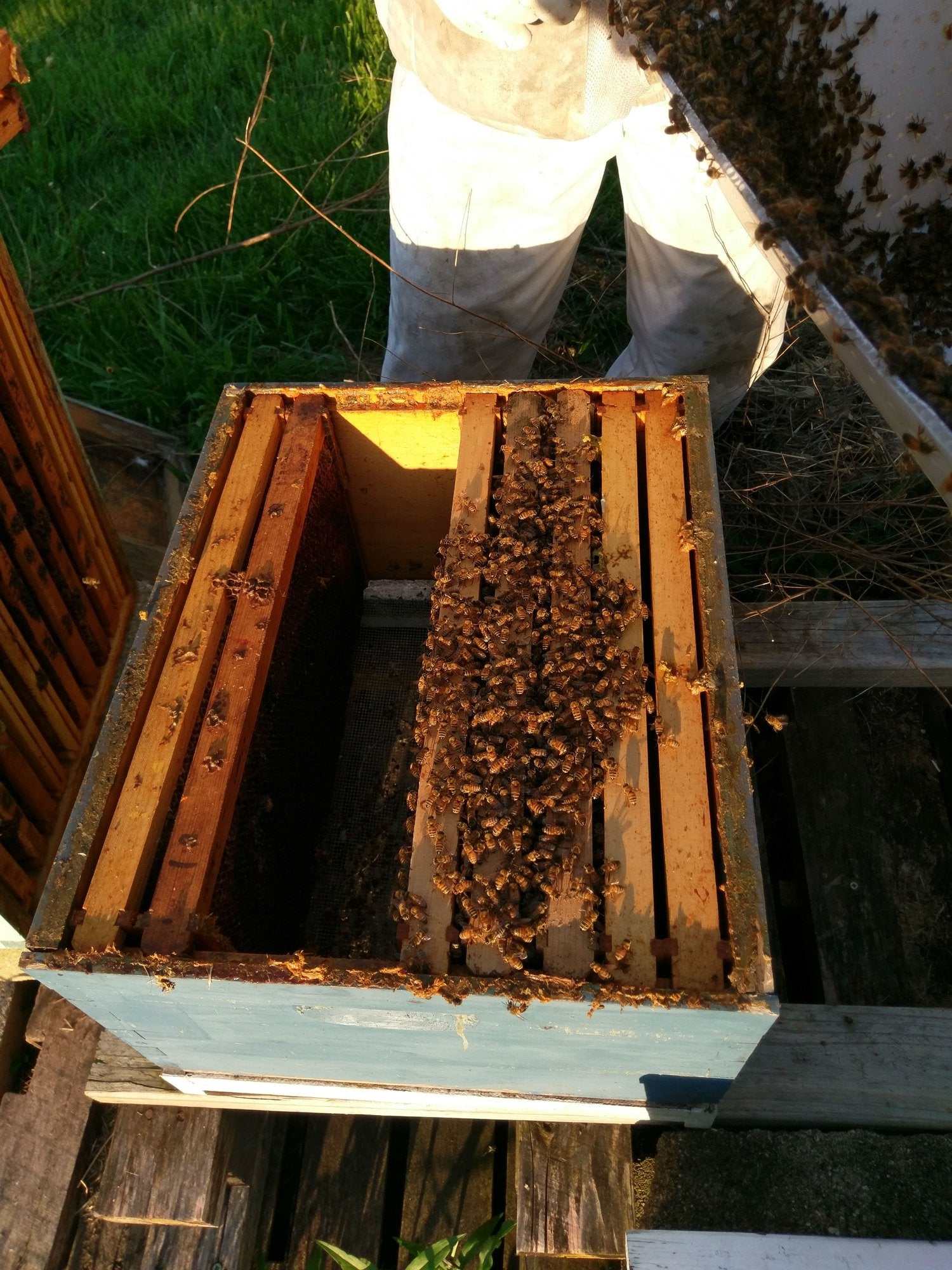 Open bee box with a swarm of active honey bees.