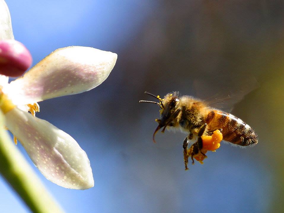 Honey bee with pollen on her legs hovering in mid-air next to a white flower.