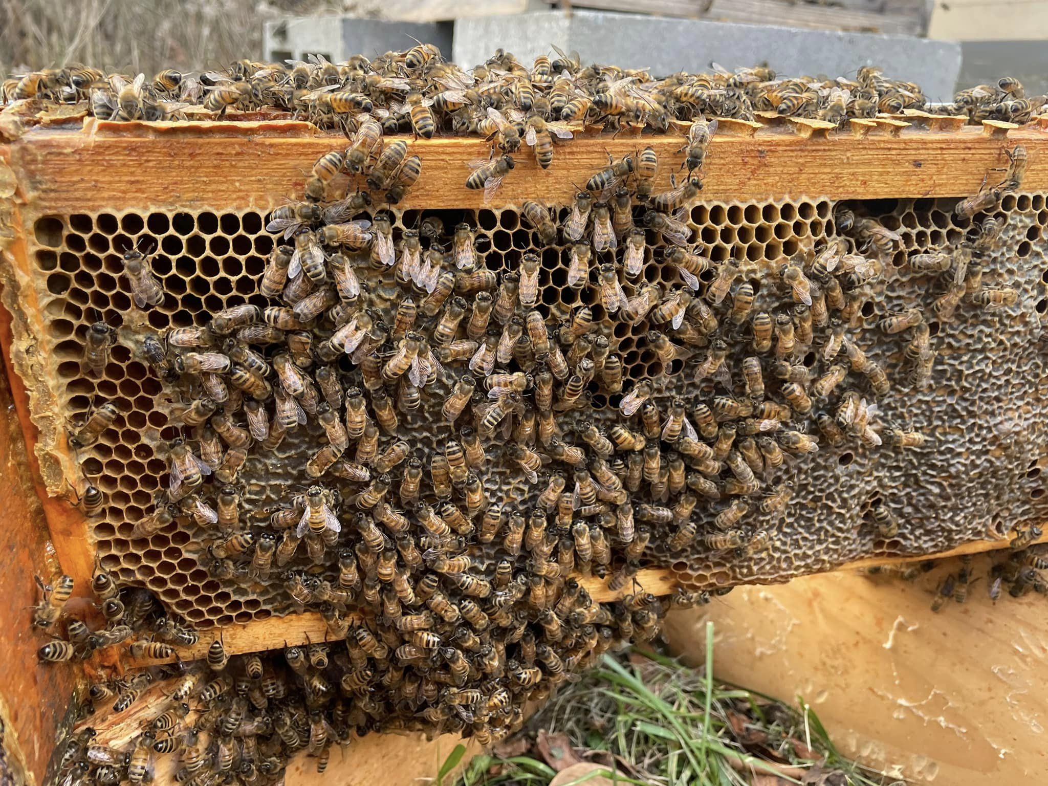 Swarm of honey bees on honey comb board surrounded by wooden frame.
